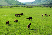 ������Ⱥ 