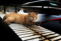 ������צ��è