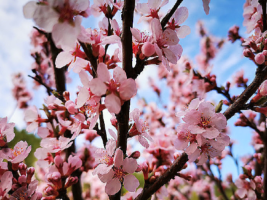 ������ӻ�