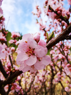 �����ӻ�