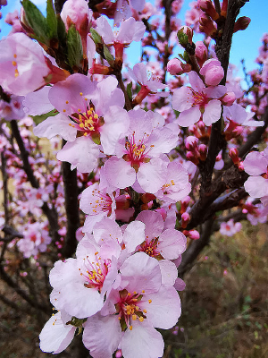 �ӻ�����