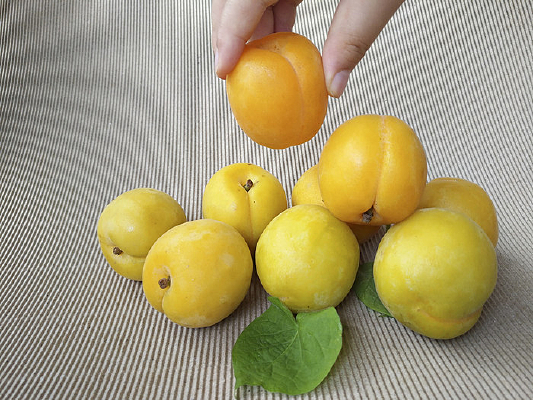 ���������ժ԰