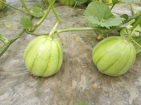 �˹���д�ز�