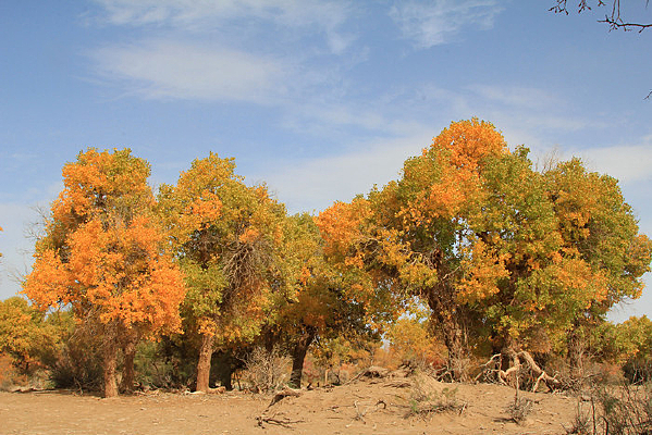 ����Ϻ�����