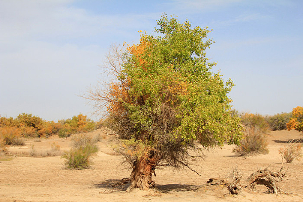 �����ɫ������