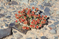 ����ͺ�ֲ��