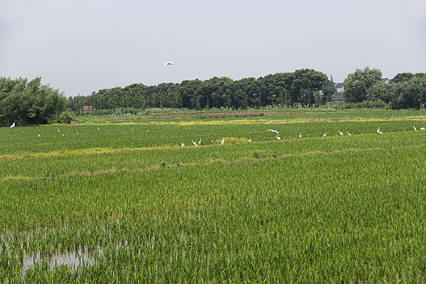 ������԰