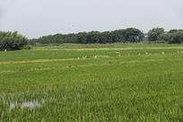 ������԰