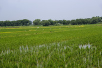 ��԰����