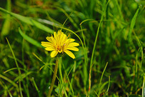 �ɰ����ѹ�Ӣ