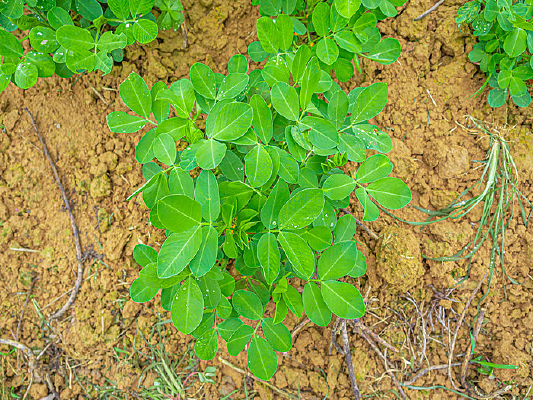 �ļ���԰�ﳤ���Ļ���Ҷ