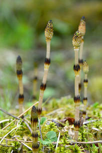 Ϫľ����������д 