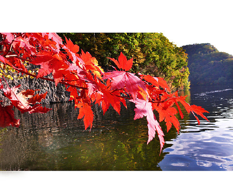 ��Ҷ�Ⱥ�ˮһ��