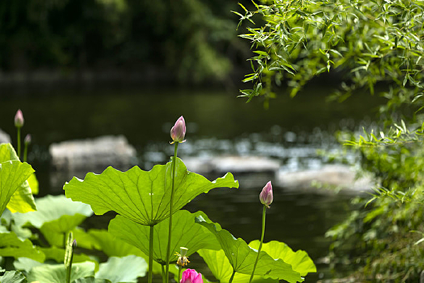 ����Ȫ�ǹ�԰�ɻ�