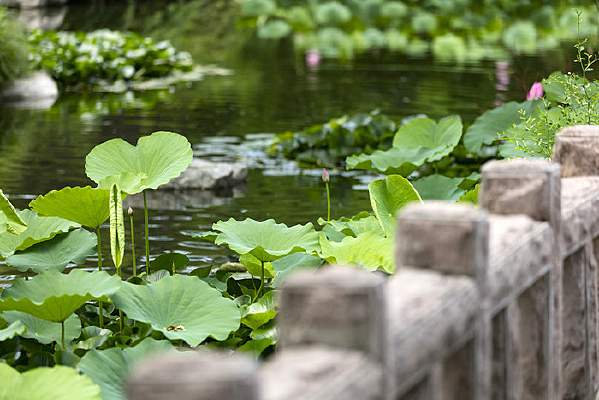 ����Ȫ�ǹ�԰����