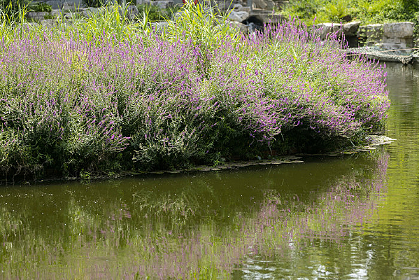 ����Ȫ�ǹ�԰����