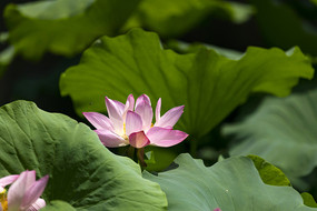 ʢ���ķ�ɫ�ɻ�