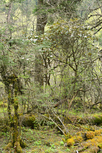 ��ԭԭʼɭ�Ĺ�ľ����