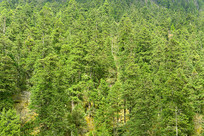 ��ԭԭʼɭ���е���ɼ������