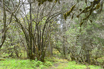 ��ظ�ԭԭʼ�Ĺ�ľ����