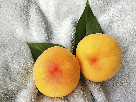 ������Ҷ����