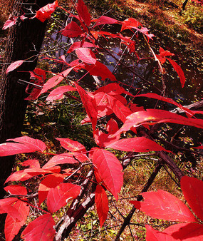 紅葉谷樹木