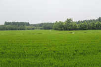 ������Ұ