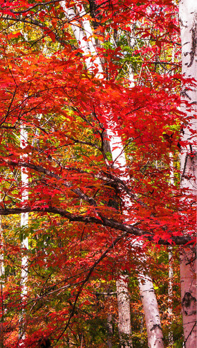 ��Ҷ��������Ҷ