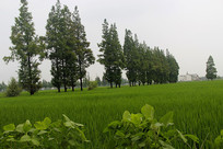 ��ɫ������