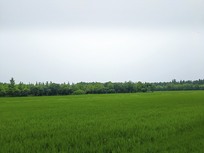 ��Ұɭ����԰