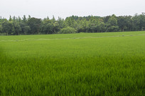 ������Ұ