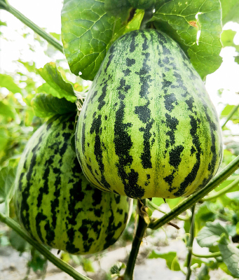 �������