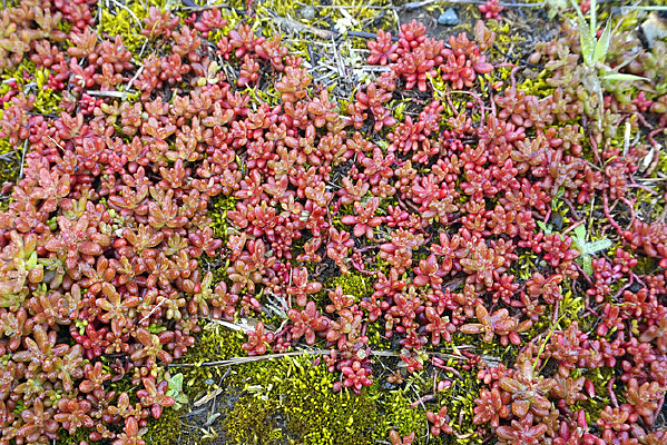 �¹������˸���Ұ��Ұ������