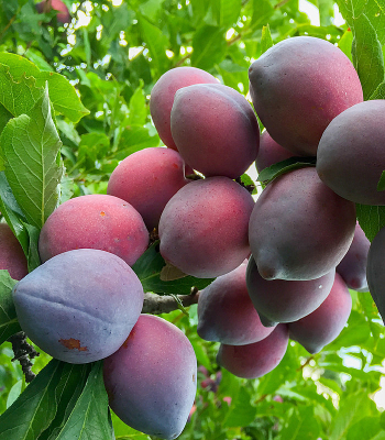 ��÷��������