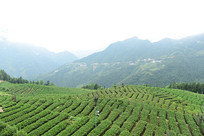 ��ɽ��Ĳ�԰��Ҷ