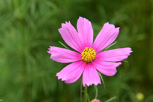 ��ɣ������