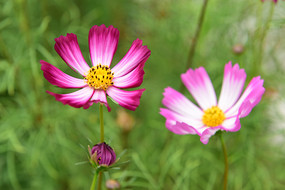 花园里的格桑花