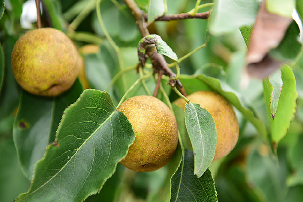 �л�����