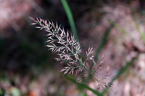 ����Ұ��é