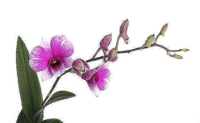 �Ϻ�ɫʯ����