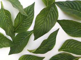 ��Ҷ��������