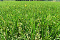 ��Ұ��ĵ���