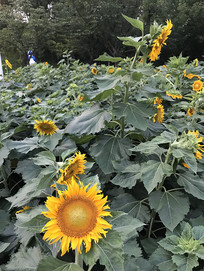 ֲ������