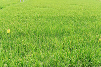 һƪ��ɫ�ĺ���