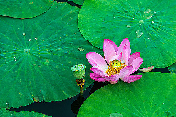 ������ɻ�