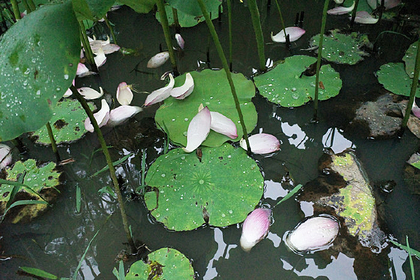 �ɻ�����