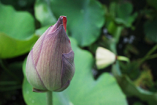 �ɻ�����