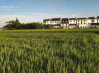 Ϧ����԰���