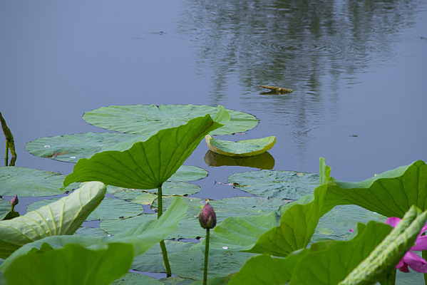 �ɻ�����