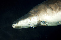 �����л���